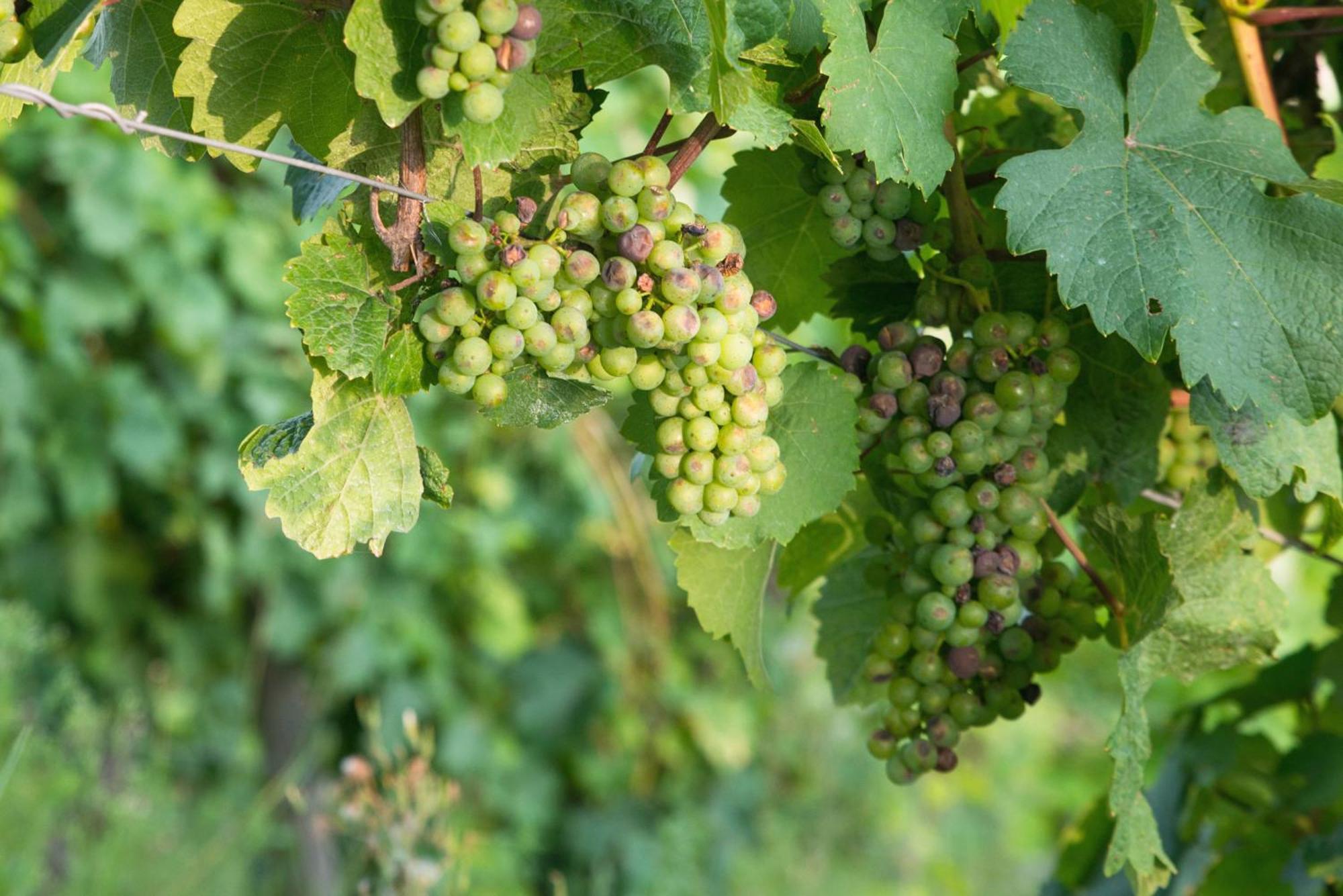 Weingut / Gaestehaus Gerlach