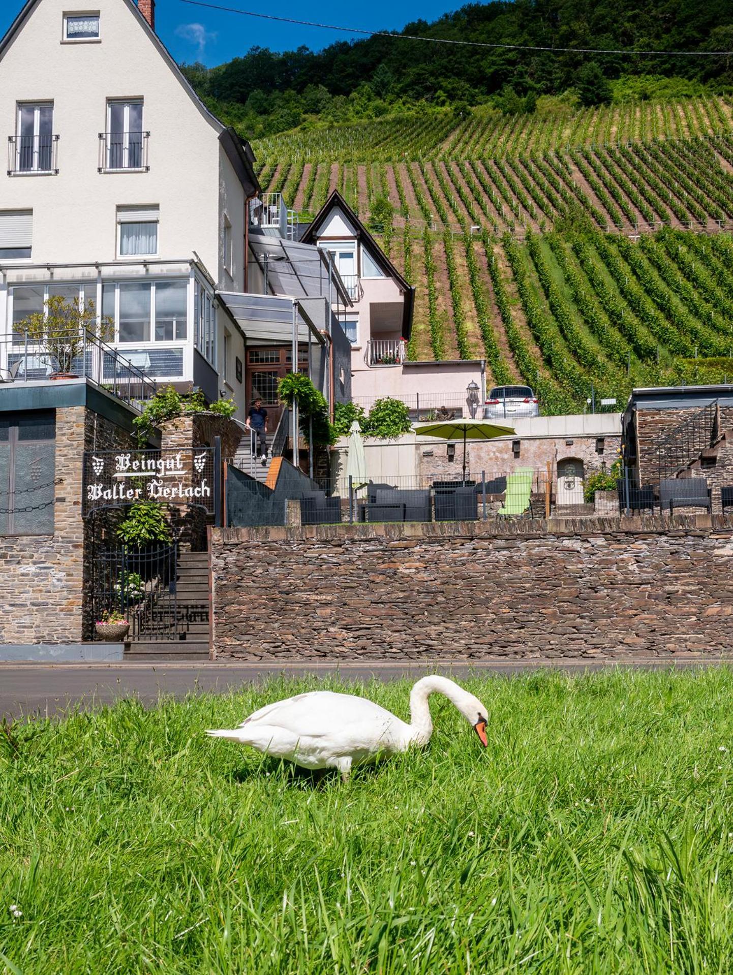 Weingut / Gaestehaus Gerlach Guest house 3*